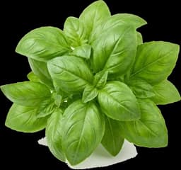 Basilic